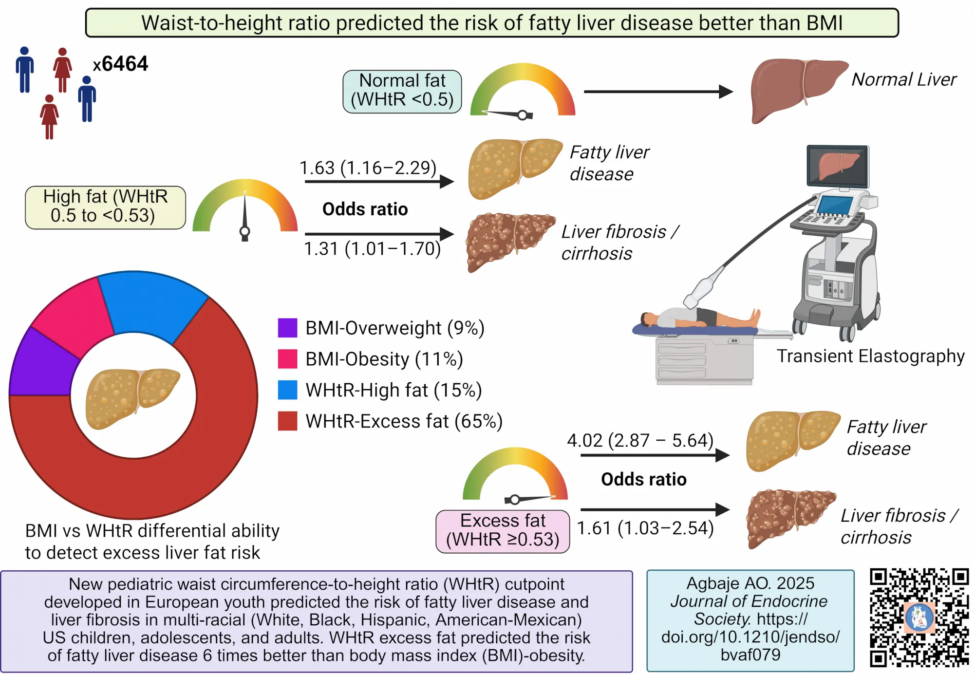 Waist to height ratio calculator (WHtR) linked to liver disease risk in research findings