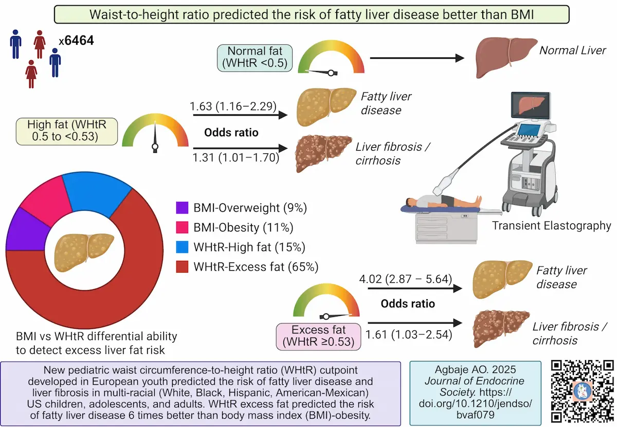 Waist-to-height ratio outperforms BMI in detecting fatty liver disease risk
